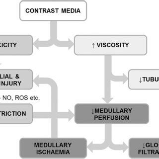 Pathophysiological Mechanism Underlying Cin Is Shown Cin