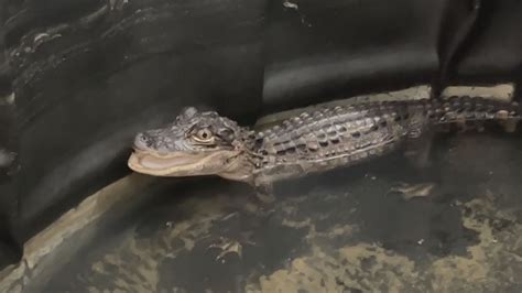 Experts give tips on staying safe around alligators - YouTube