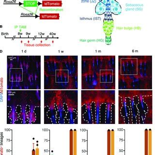 Genetic Lineage Tracing Of Troy Expressing Cells A Schematic