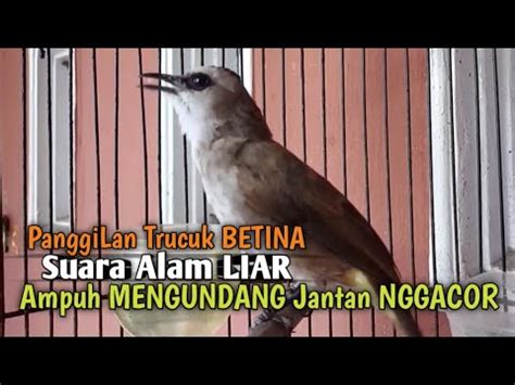 Trucuk Betina Memanggil Jantan SUARA KHAS ALAM LIAR Ampuh Menjadikan