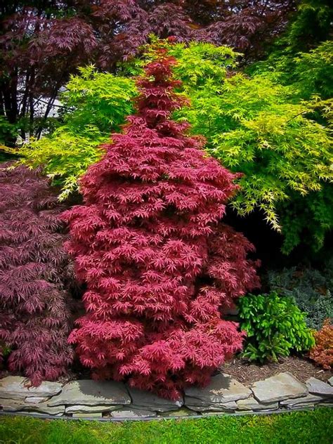 Skeeter S Broom Japanese Maple Trees For Sale Online The Tree Center