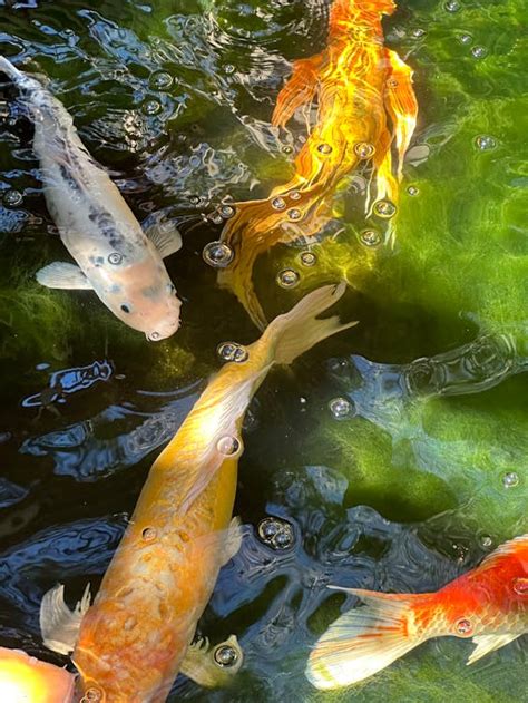 Close Up Of A Pond With Koi Fish · Free Stock Photo