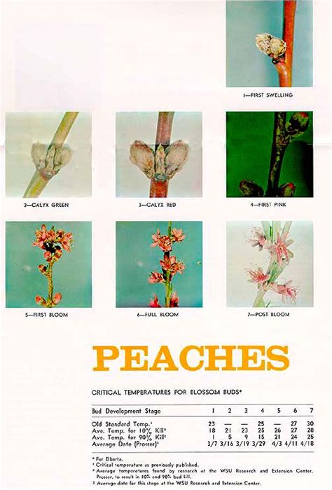 Critical Temperatures And Bud Stage Charts Chelan And Douglas Counties