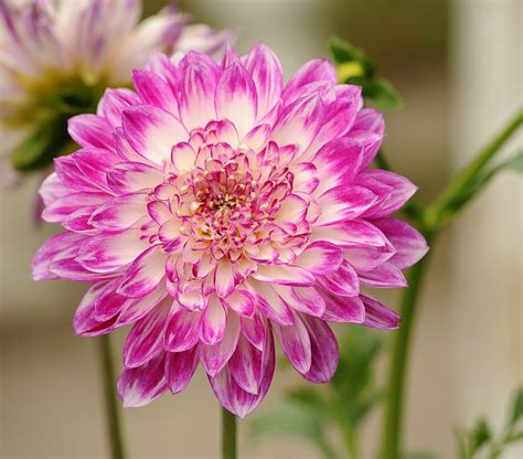 Dahlie Blume Pflanze Kostenloses Foto Auf Pixabay