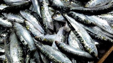 Pesca Da Sardinha Reabre Quinta Feira Mas Limites Campe O Das