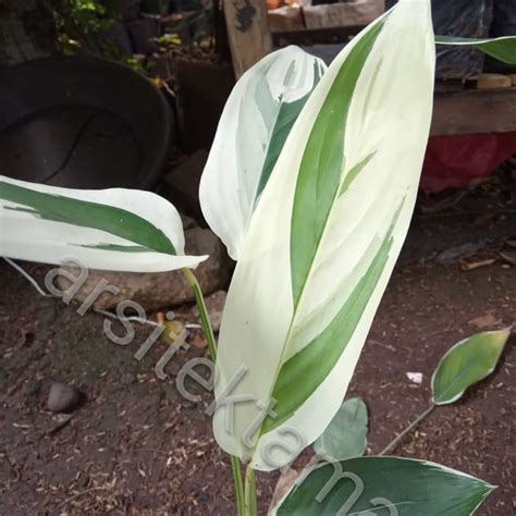 Jual Tanaman Hias Heliconia Varigata Pisang Pisangan Heliconia