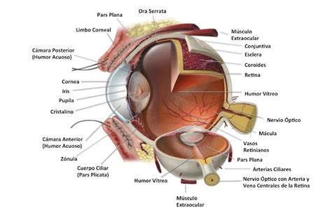 El Ojo Estructura Y Funci N Anatom A De La Rbita Y Globo Ocular