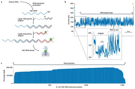 Advances In Nanopore Direct Rna Sequencing Pmc