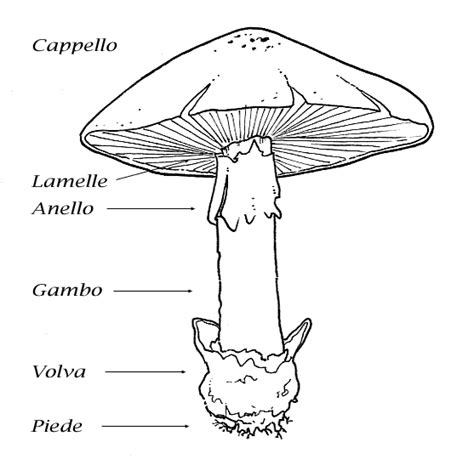 Schoolspace I Funghi