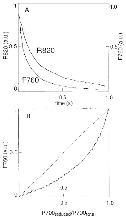 A The Kinetics Of Simultaneously Measured At 77 K Light Induced P700 Download Scientific