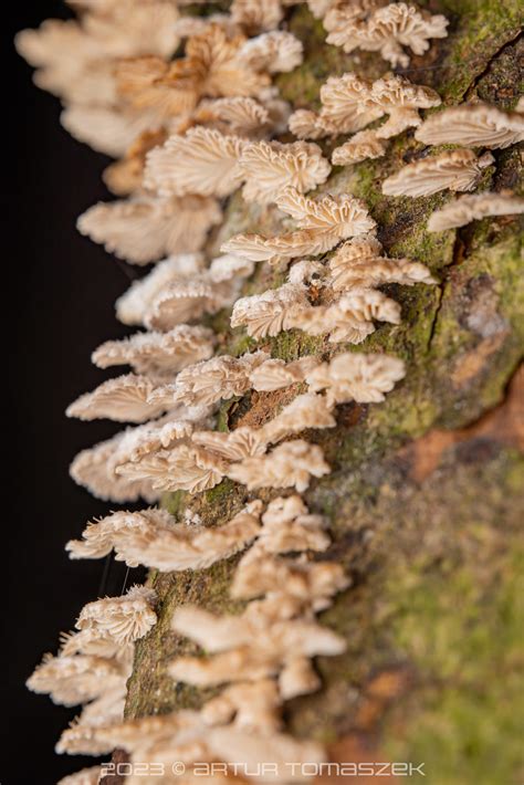 Schizophyllum Sp Inglourious Reptiles Flickr