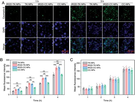 Cell Uptake Evaluation A Clsm Images Of Sgc Cells After