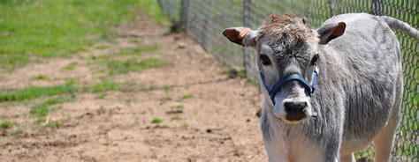 Green Meadows Petting Farm