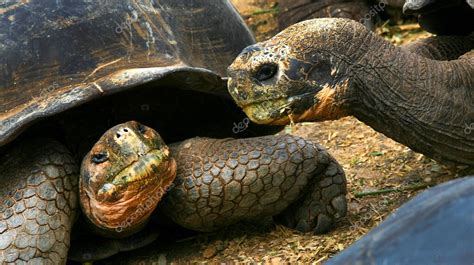 Tortuga Gigante de Galápagos Chelonoidis nigra Islas Galápagos