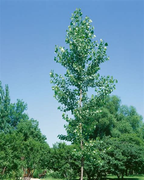 Populus canadensis H Baumschule Stöckl