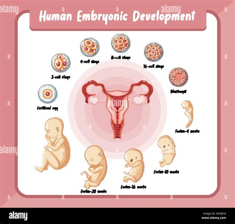 Human Embryonic Development In Human Infographic Illustration Stock