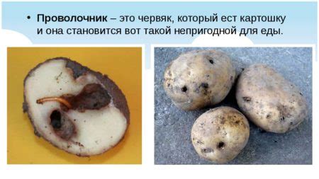 Картофель Славянка: описание сорта, характеристика, правила посадки и ...