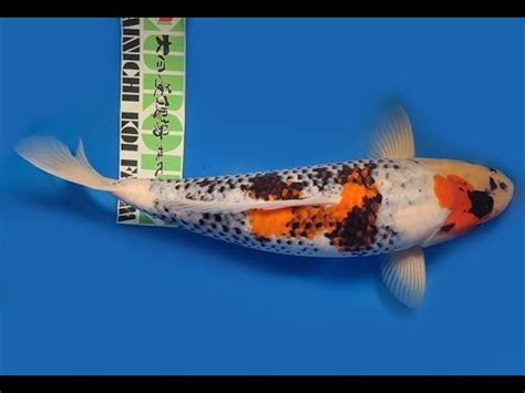 Koi Auktion Dainichi Showa Nisai MonaLisa Female 60cm T07 0513 YouTube