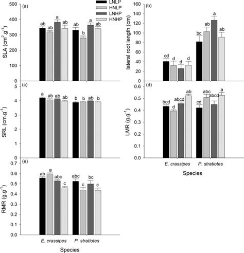 Phenotypic Response In A Specific Leaf Area Sla B Lateral Root