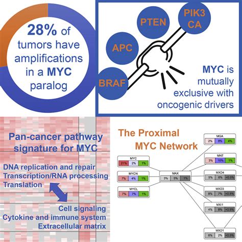 Pan Cancer Alterations Of The MYC Oncogene And Its Proximal Network