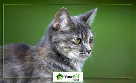 Fascinating Facts About Adorable Pussy Cats