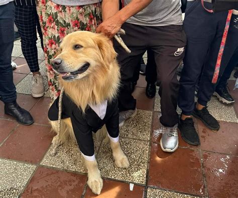 Cuánto cuesta cuidar a tu mascota Diario La Hora