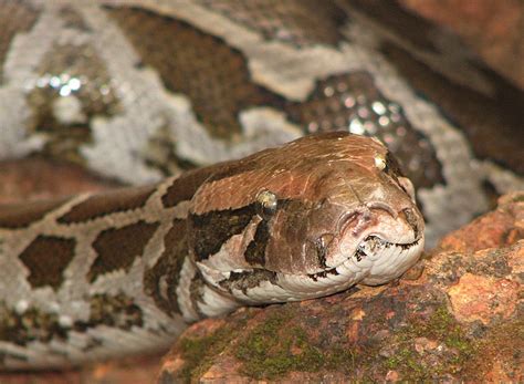 Burmese Python Everglades Invasion | Airboat Rides Fort Lauderdale