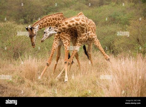 Maasai Giraffes Maasai Mara Game Reserve Giraffa Camelopardalis