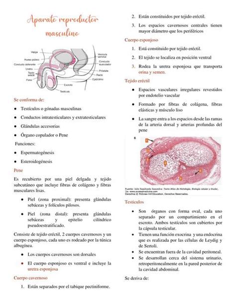 Histolog A De La Uretra Esponjosa