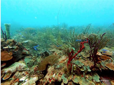 El De Los Arrecifes Coralinos Del Pa S Se Encuentra Amenazado