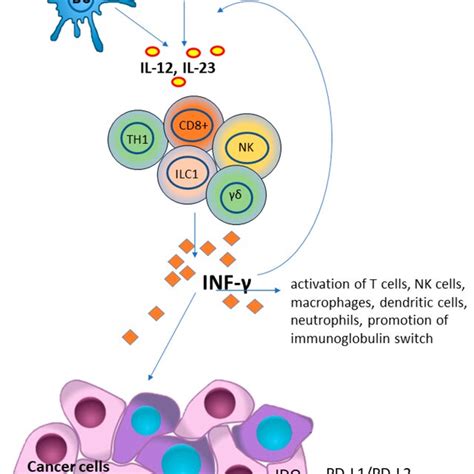 Interferon Gamma Ifn γ Plays A Key Role In Host Defense And Immune