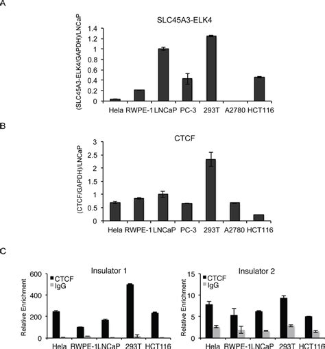 Expression Of SLC45A3 ELK4 And CTCF And CTCF Binding To The Two