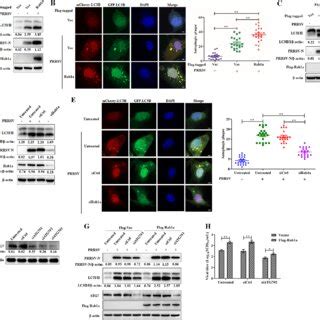 PRRSV Infection Upregulates The Expression Of Rab1a A And D Kinetics