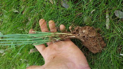 How To Kill Onion Grass In Flower Beds Lemuel Lyman