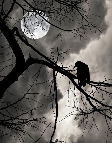 Crow and the Moon Photograph by Philip Openshaw - Fine Art America