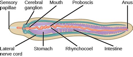 Tapeworms - Phylum Facts