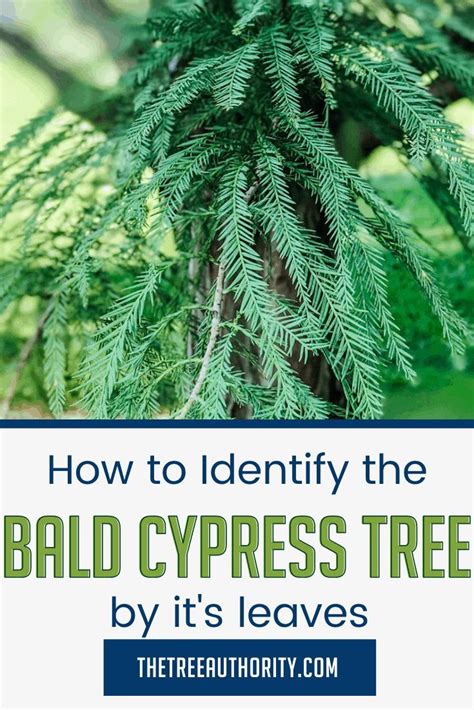 How to Identify the Bald Cypress Tree by the Leaves | Bald cypress tree ...