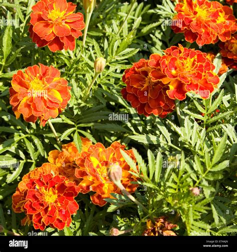 Cama De Flor Con Pocas Flores De Color Naranja De Las Cal Ndulas