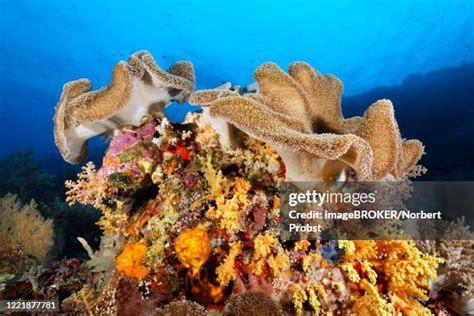 107 Tubbataha Reef National Marine Park Stock Photos, High-Res Pictures ...