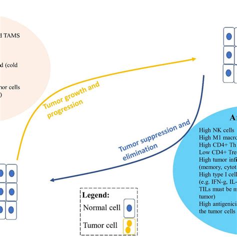 An Imbalance Between Pro Tumor And Anti Tumor Immune Cells And Factors Download Scientific