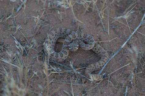 Prairie Rattlesnake In June By Moses Michelsohn Inaturalist