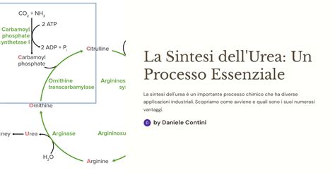 La Sintesi Dell Urea Un Processo Essenziale