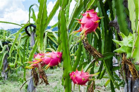 Premium Photo Dragon Fruit Is On The Tree