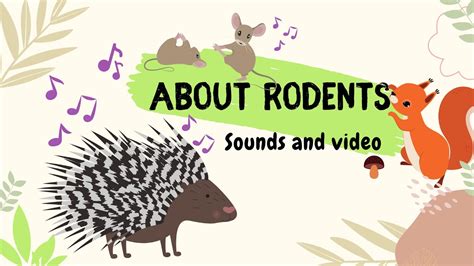 About Types Of Rodents For Children Animal Sounds Names And