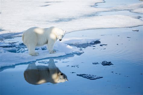 Franz Josef Land is a sea ice refugium for most pregnant Barents Sea ...