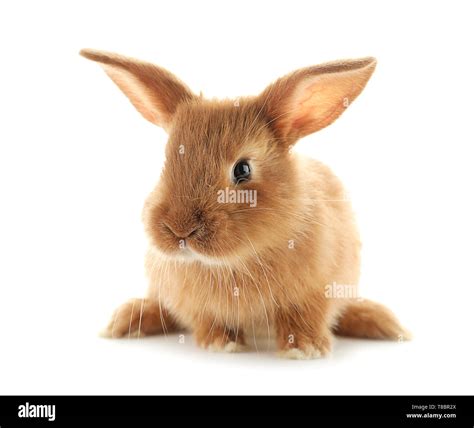 Baby Fluffy Bunny