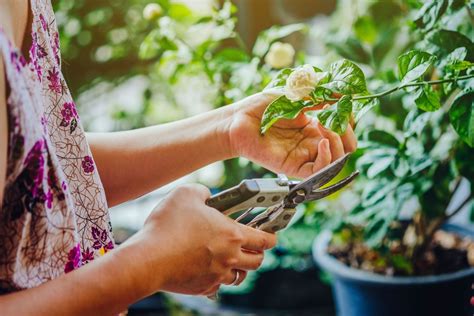 Grow More Plants From Cuttings With These Must Know Tricks Better Homes And Gardens