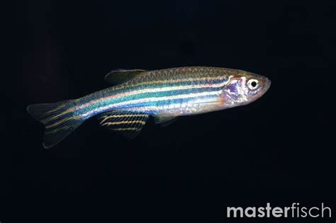 Zebra Danio Danio Rerio Online Shop