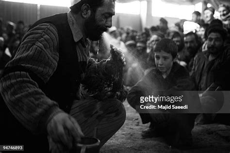 Cock Fighting In Kabul Afghanistan Fotografías E Imágenes De Stock