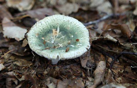 Russula virescens Russule verdoyante 2 Jacques Rivière Flickr